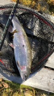 Kirjolohi 1,30 kg