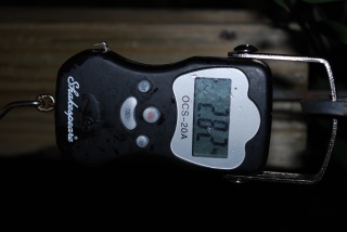 Kirjolohi 2,82 kg