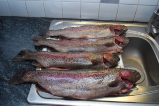 Kirjolohi 5,60 kg
