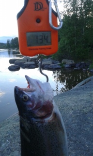 Kirjolohi 1,34 kg