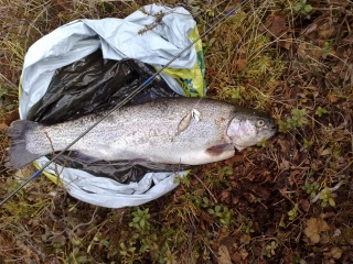 Kirjolohi 1,35 kg