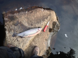 Kirjolohi 1,23 kg