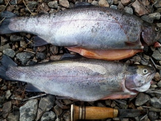 Kirjolohi 4,10 kg