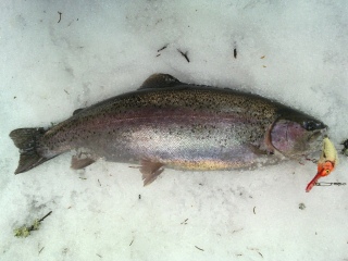 Kirjolohi 1,28 kg