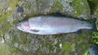 Kirjolohi 1,33 kg