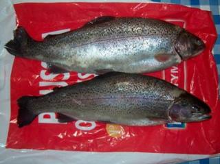 Kirjolohi 5,22 kg