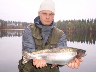 Kirjolohi 3,00 kg