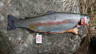 Kirjolohi 1,58 kg