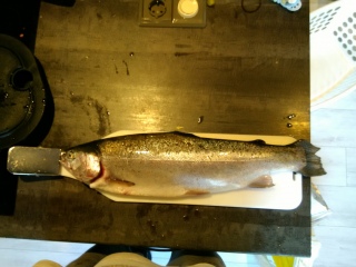 Kirjolohi 2,15 kg