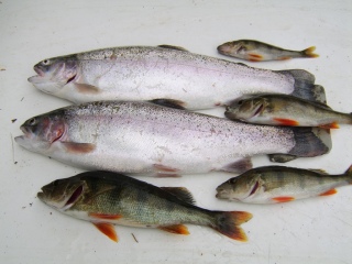 Kirjolohi 2,00 kg