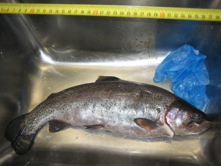 Kirjolohi 1,40 kg