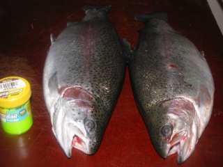 Kirjolohi 1,54 kg