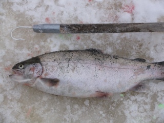 Kirjolohi 970 g