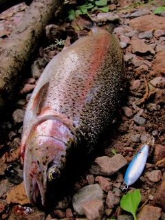 Kirjolohi 1,20 kg