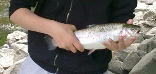 Kirjolohi 500 g