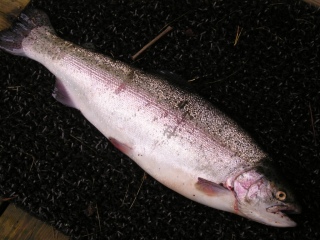 Kirjolohi 1,80 kg
