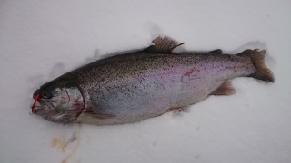 Kirjolohi 2,65 kg
