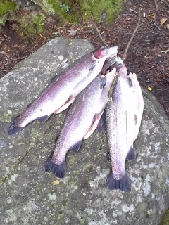 Kirjolohi 5,84 kg