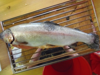 Kirjolohi 1,04 kg