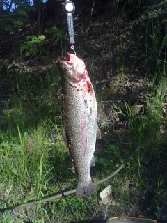Kirjolohi 1,32 kg