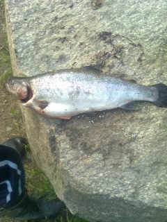 Kirjolohi 1,30 kg