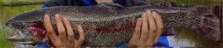 Kirjolohi 1,60 kg