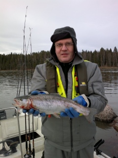 Kirjolohi 1,35 kg