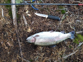 Kirjolohi 1,31 kg