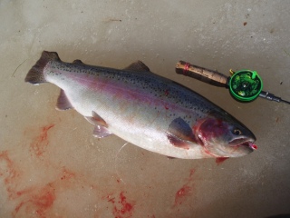 Kirjolohi 2,20 kg