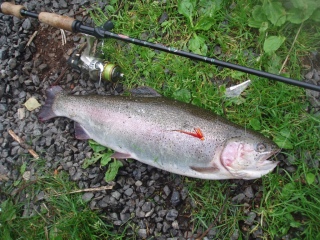 Kirjolohi 2,20 kg
