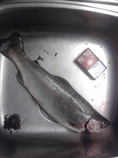 Kirjolohi 1,02 kg