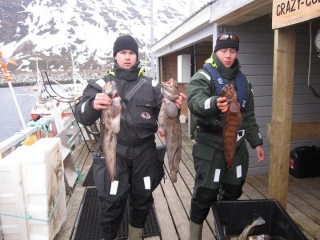 Kissakala 2,85 kg