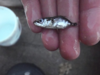 Kolmipiikki 10 g