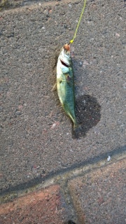 Kolmipiikki 3 g