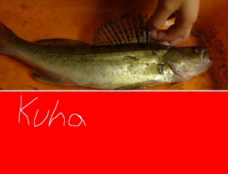 Kuha 500 g