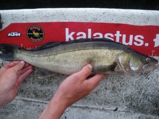 Kuha 1,25 kg