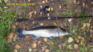 Kuha 1,30 kg