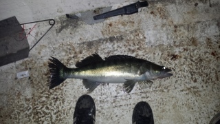 Kuha 2,21 kg