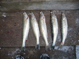 Kuha 2,25 kg