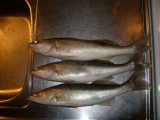 Kuha 1,58 kg
