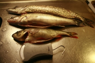 Kuha 1,30 kg