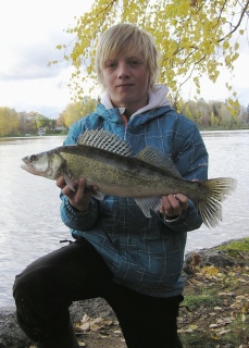 Kuha 1,41 kg