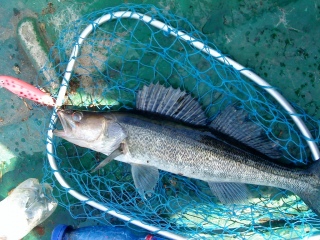 Kuha 1,00 kg