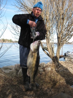Kuha 8,39 kg