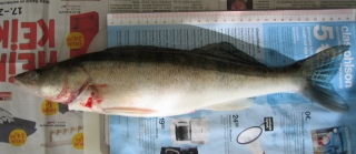 Kuha 700 g
