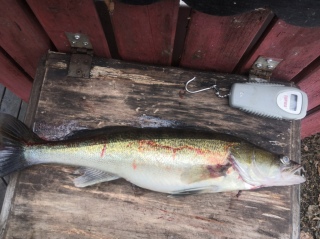 Kuha 1,40 kg