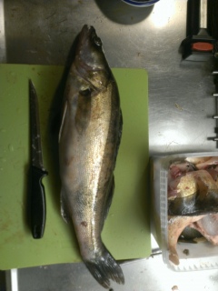 Kuha 1,89 kg