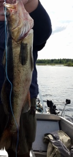 Kuha 3,20 kg