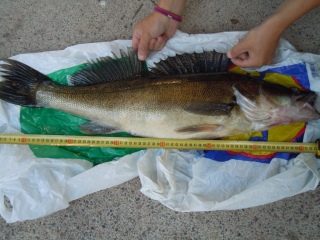 Kuha 4,05 kg