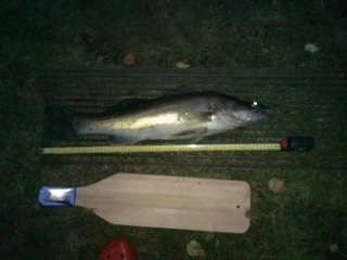 Kuha 4,51 kg